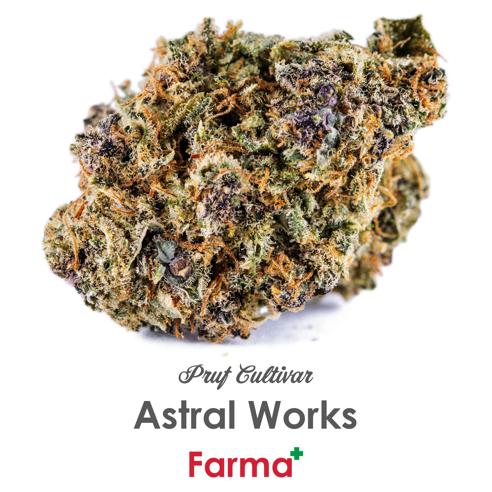 Photograph of product: Pruf Cultivar Astral Works | R2 - 28g