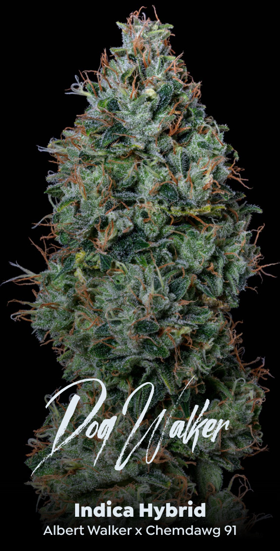 Photograph of product: Flower: Dogwalker - 3.5g