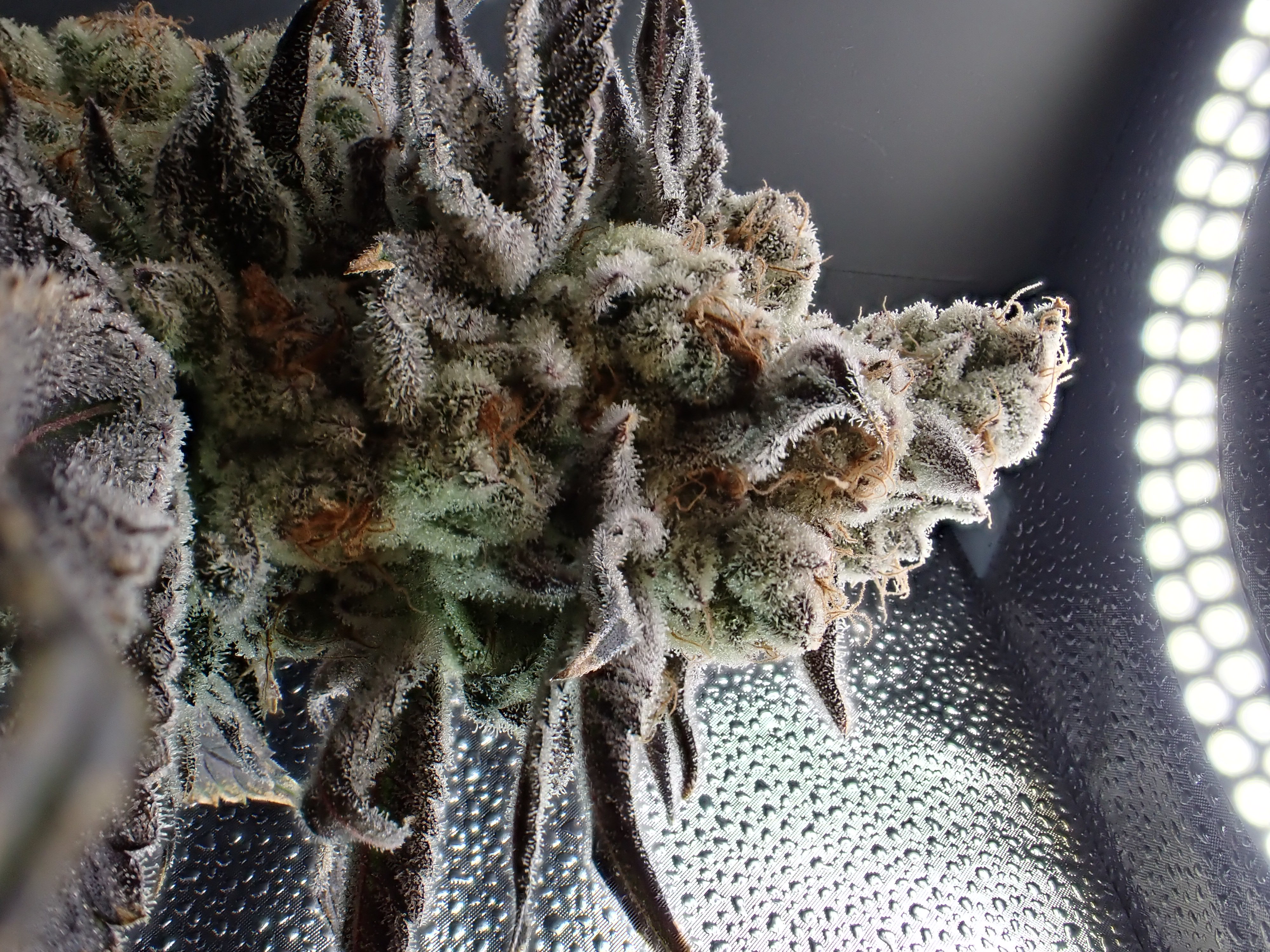 Photograph of product: Dante's Inferno (I) - Hermit's Delight - Budlets Pre-Packaged T3 - 28g