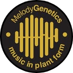 Photograph of product: Melody Genetics | Joint | Key Lime Mintz (H)*