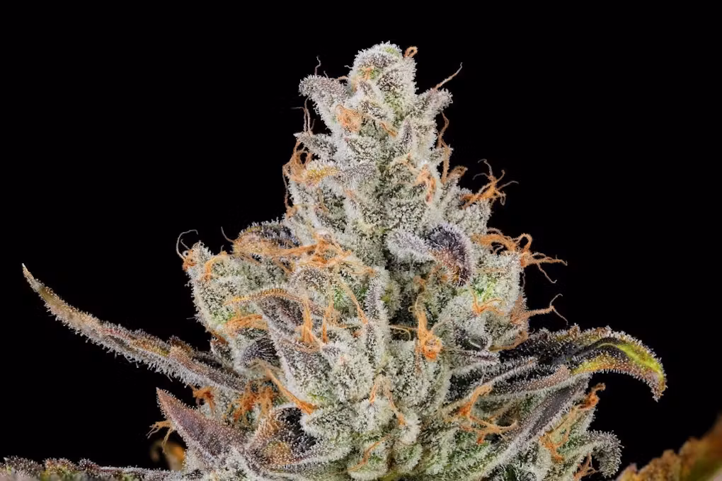 Photograph of product: Carbon Fiber | 3.5g | Flower | Twisted Growers