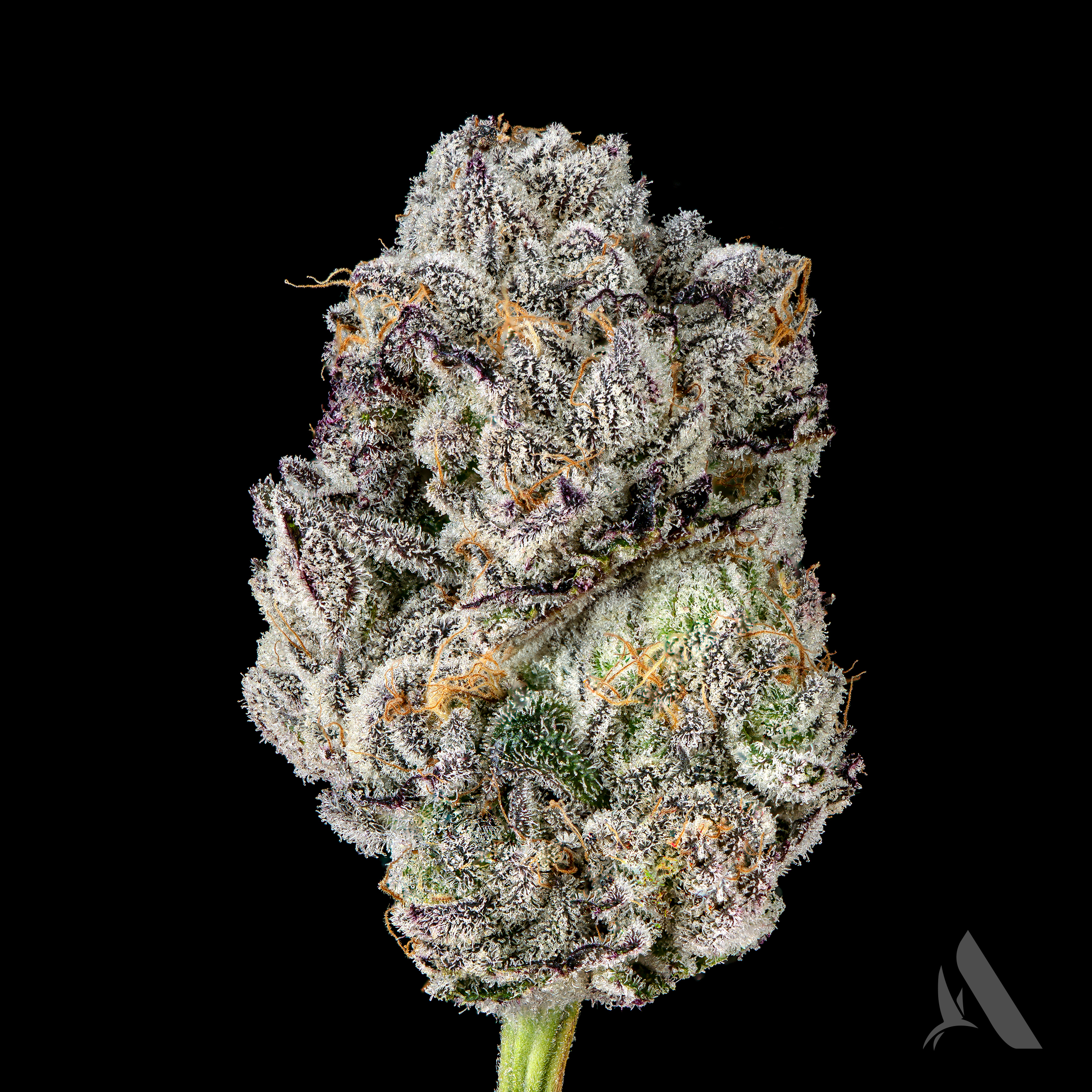 Photograph of product: Affinity Mac Stomper Whole Flower 23.63% (H) 3.5g - 00457