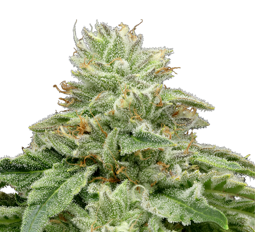 Photograph of product: 710 | Ztan Lee | Pre-Packaged Flower | 3.5g