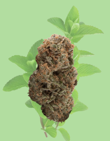 Photograph of product: YERBA BUENA (H) SMALLS 3.5G