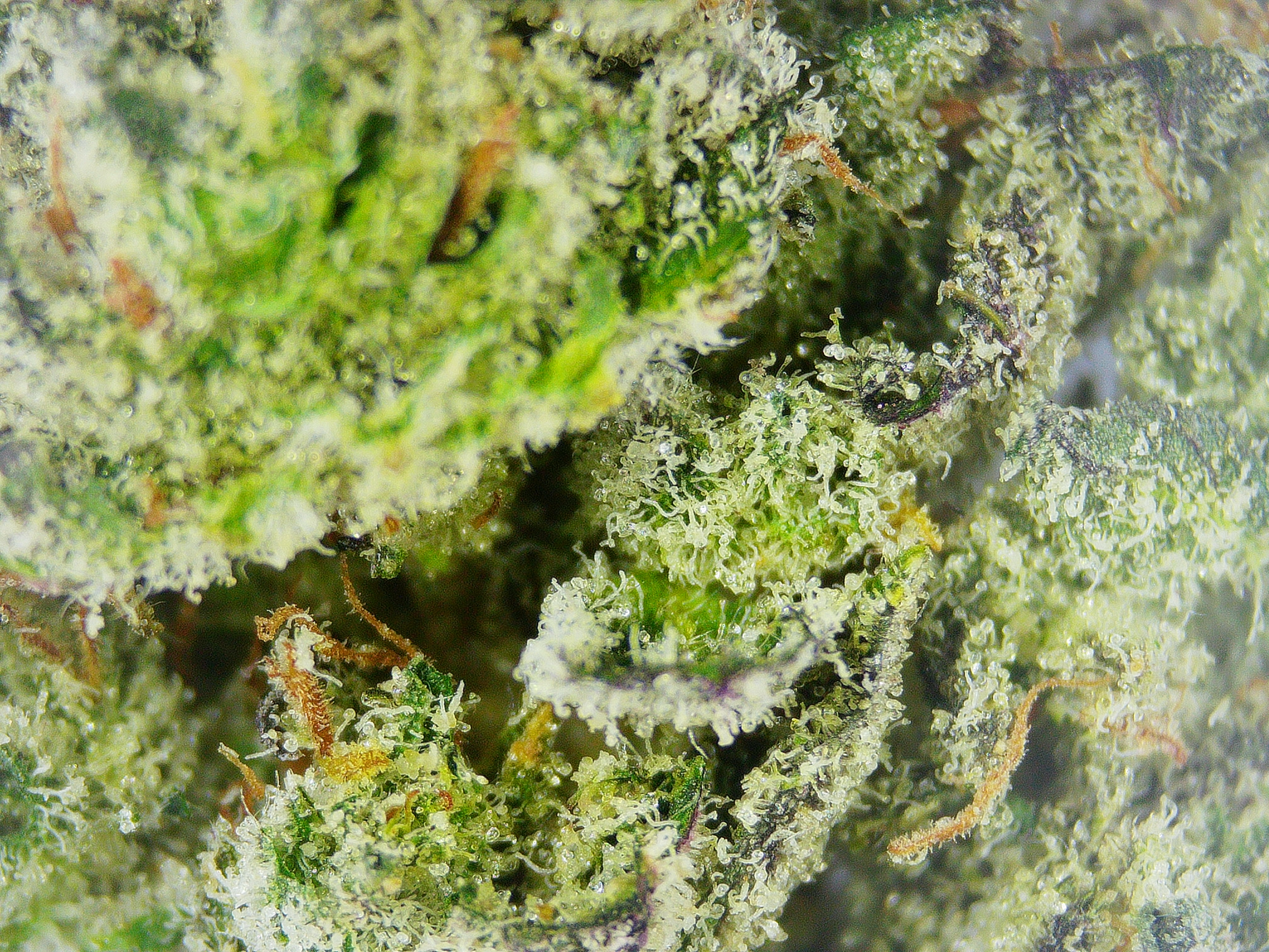 Photograph of product: VT Medicine Man Grape Balls Of Fire BULK Flower - 1g