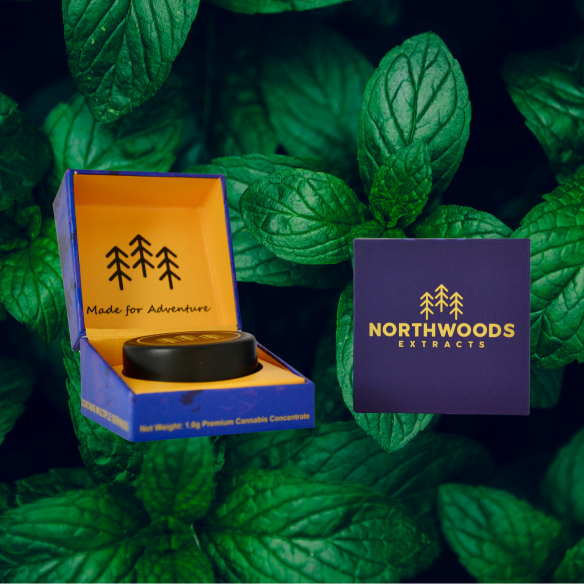 Photograph of product: Northwoods x Hey Bud | Animal Mintz Live Resin Terp Sugar | 1 Gram