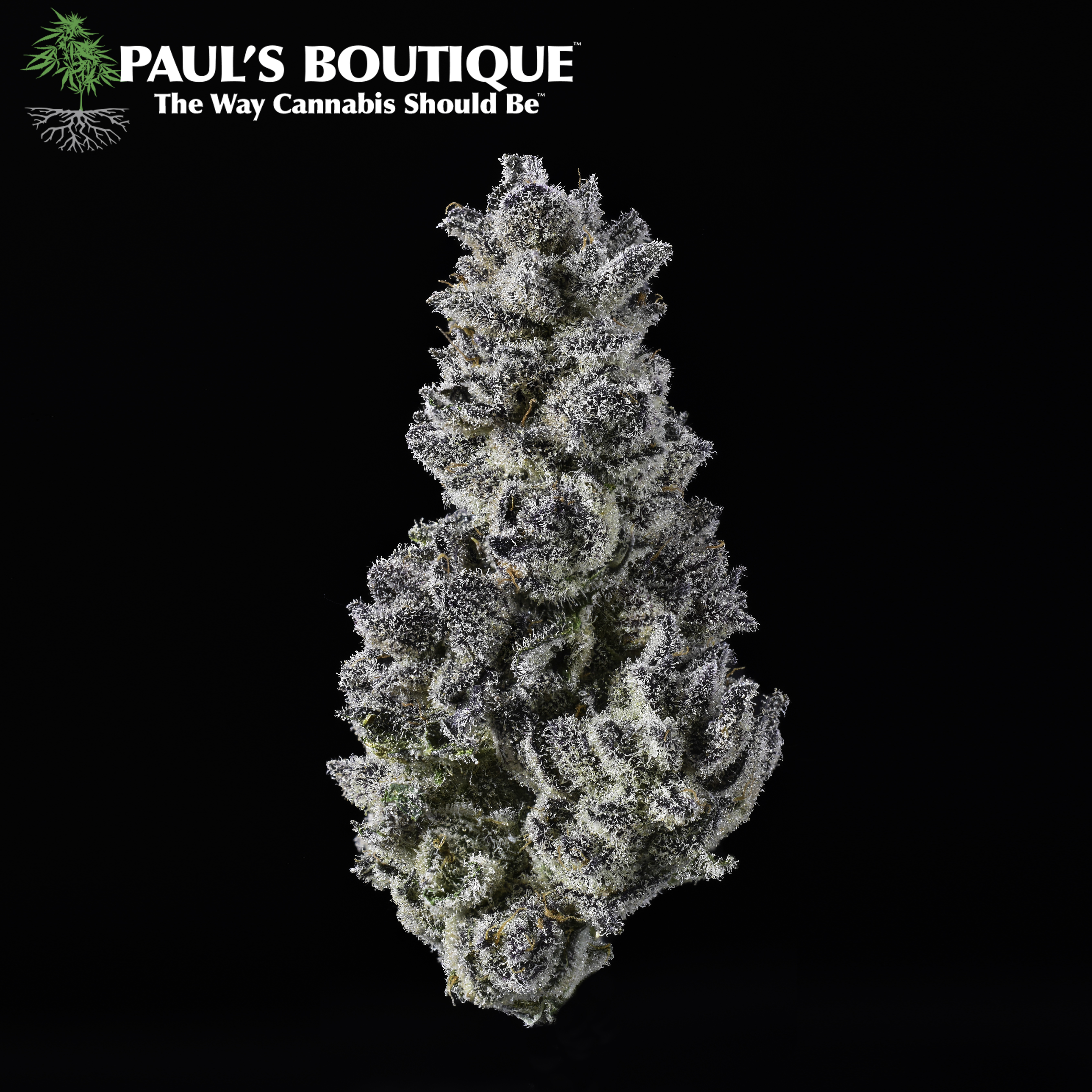 Photograph of product: Paul's - Kool Whip 3.5G