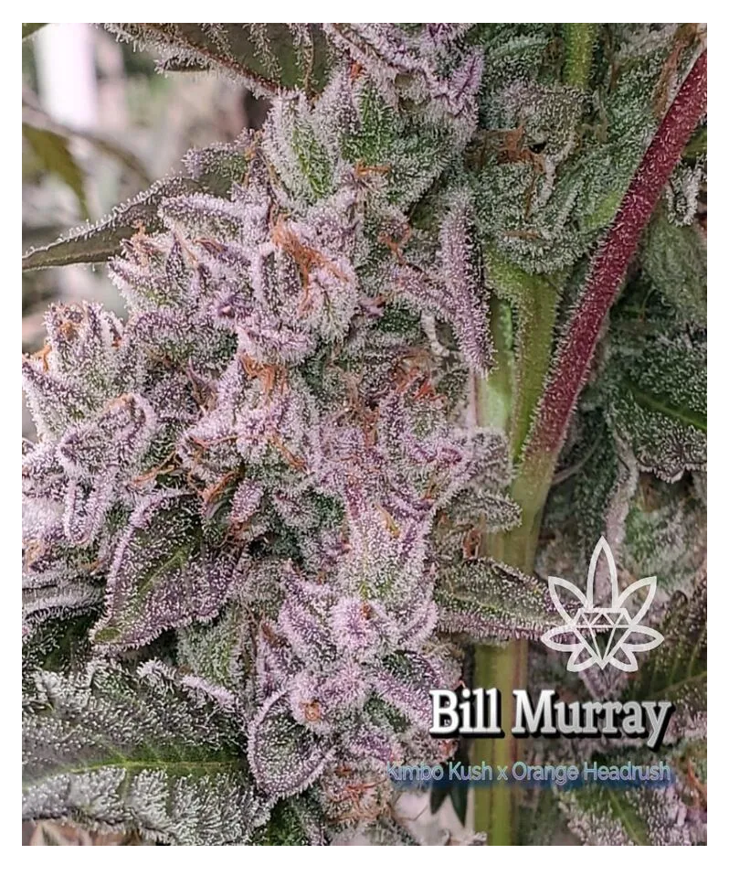 Photograph of product: Bill Murray - 7g