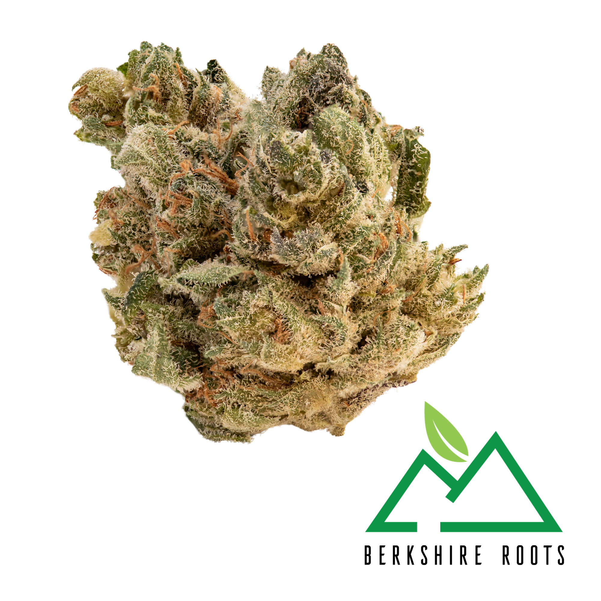 Photograph of product: Night Terror OG | 3.5g