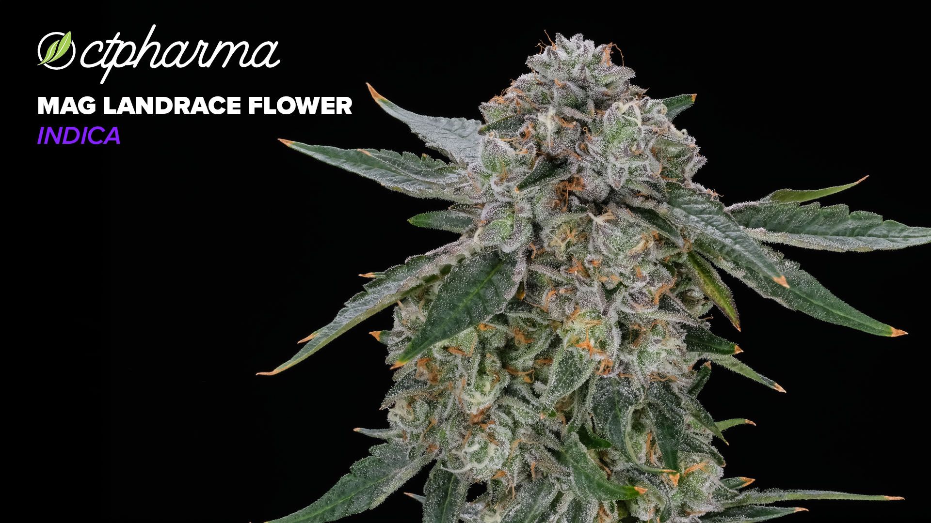 Photograph of product: CTPharma M A G Landrace Whole Flower 23.54% (I) 3.5g - 25987