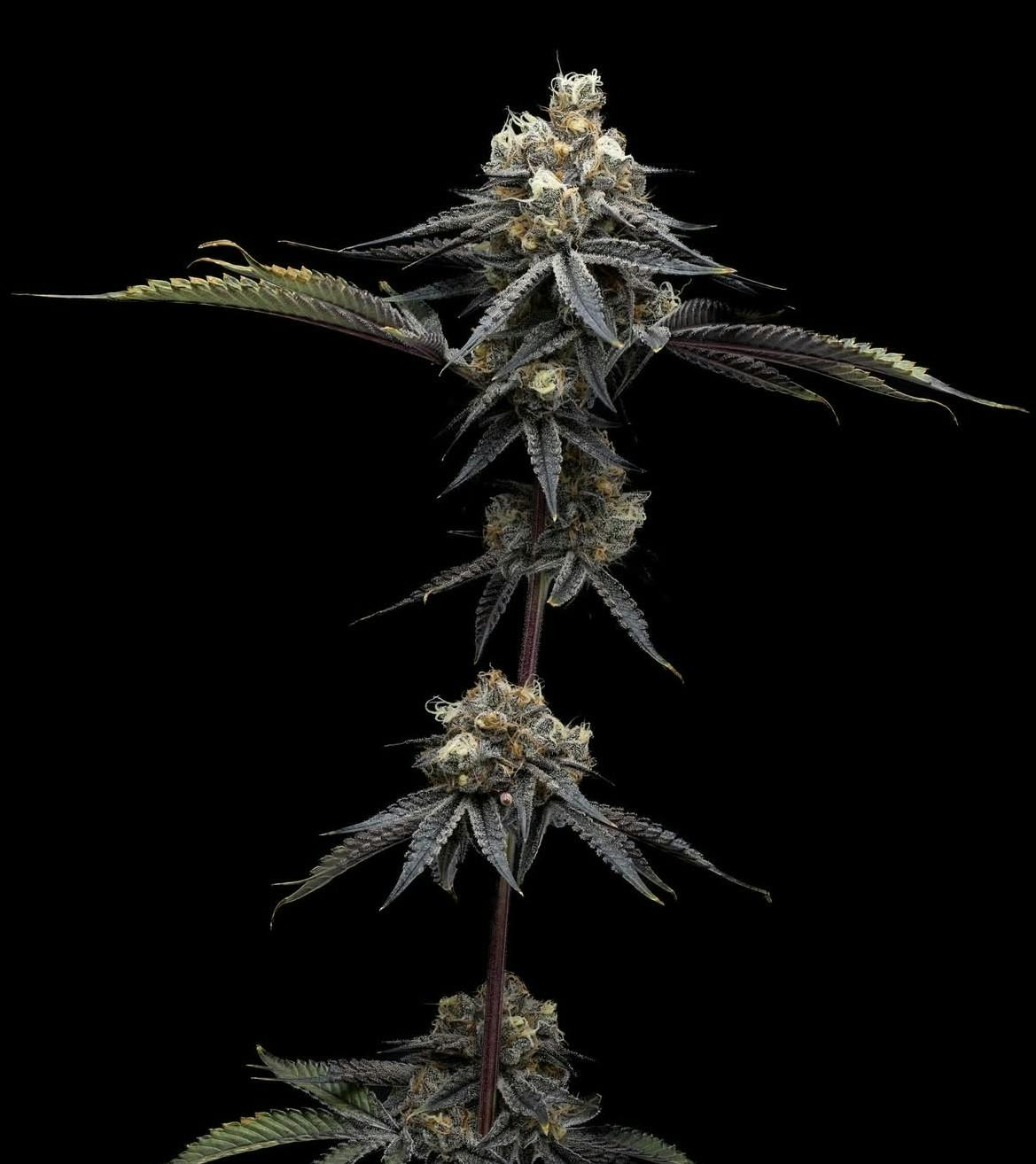 Photograph of product: WALK ME HOME 3.5G FLOWER