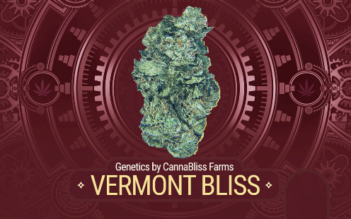 Photograph of product: Craft Oui'd of VT | 3.5 Flower | Vermont Bliss - g