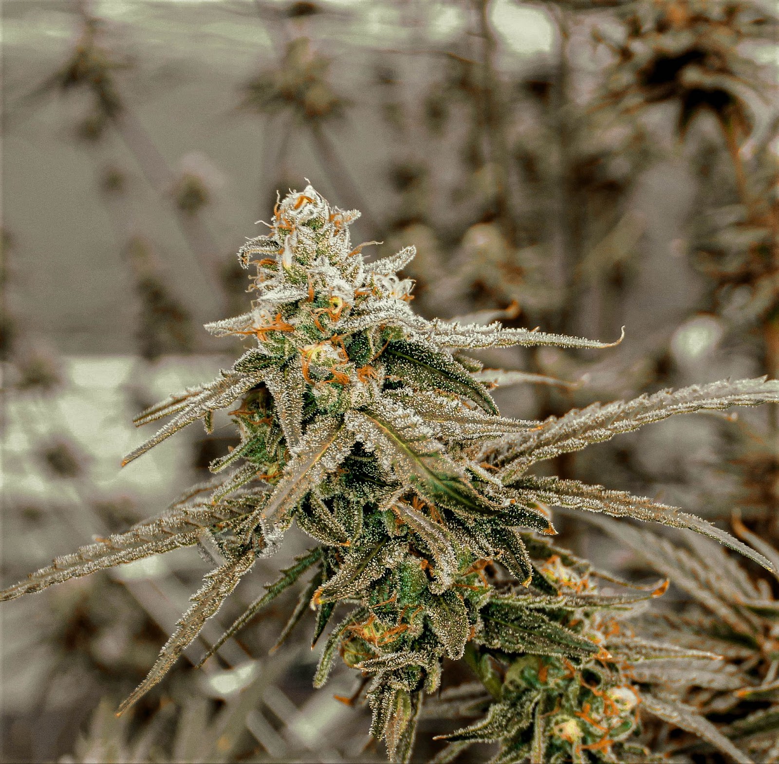 Photograph of product: Lemon Zephyr - 3.5g - Coastal Healing