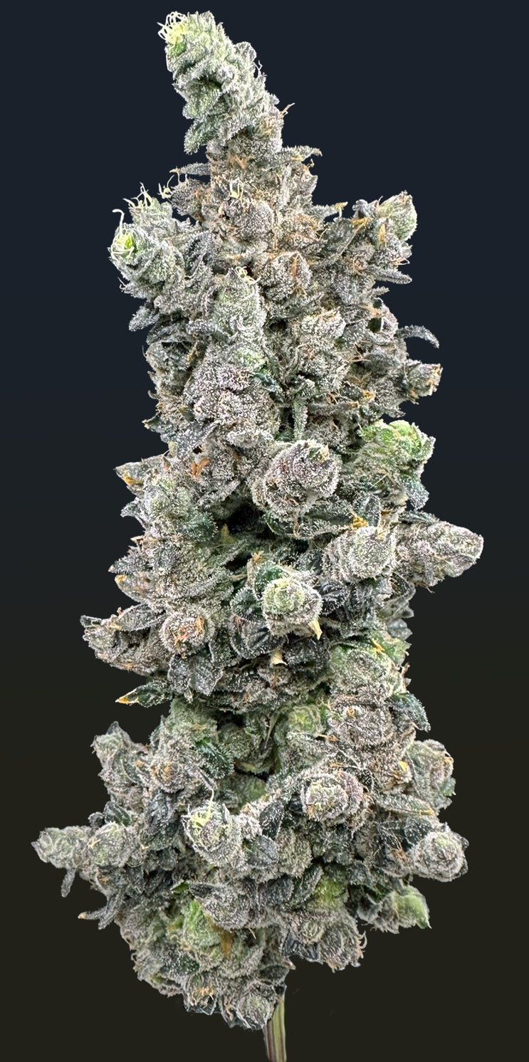 Photograph of product: Vanilla Zoap | 3.5g