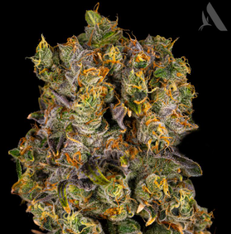 Photograph of product: Gas Breath Flower T22.31% S 00544 - 3.5g