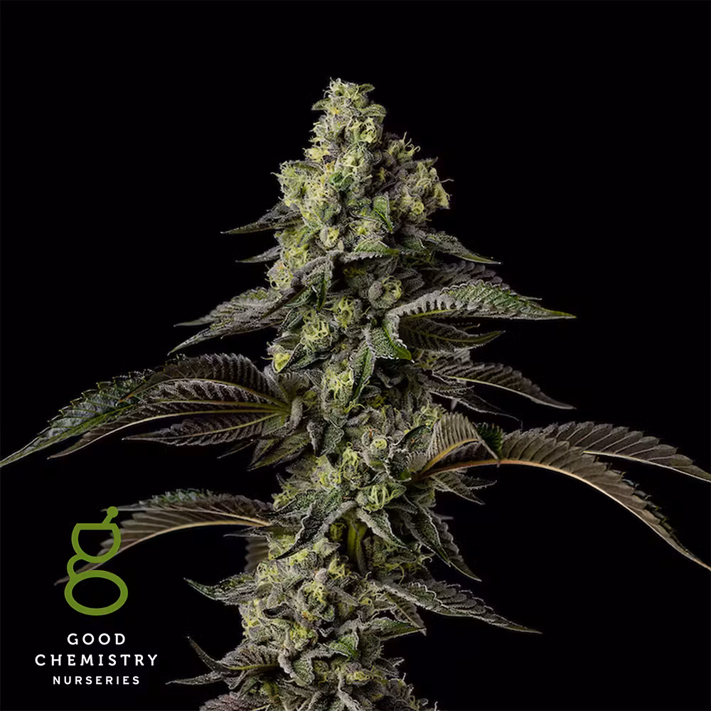 Photograph of product: Good Chemistry | Head Hunter | Flower - 3.5g