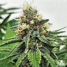 Photograph of Product: green valley sour diesel ak47 - 1g