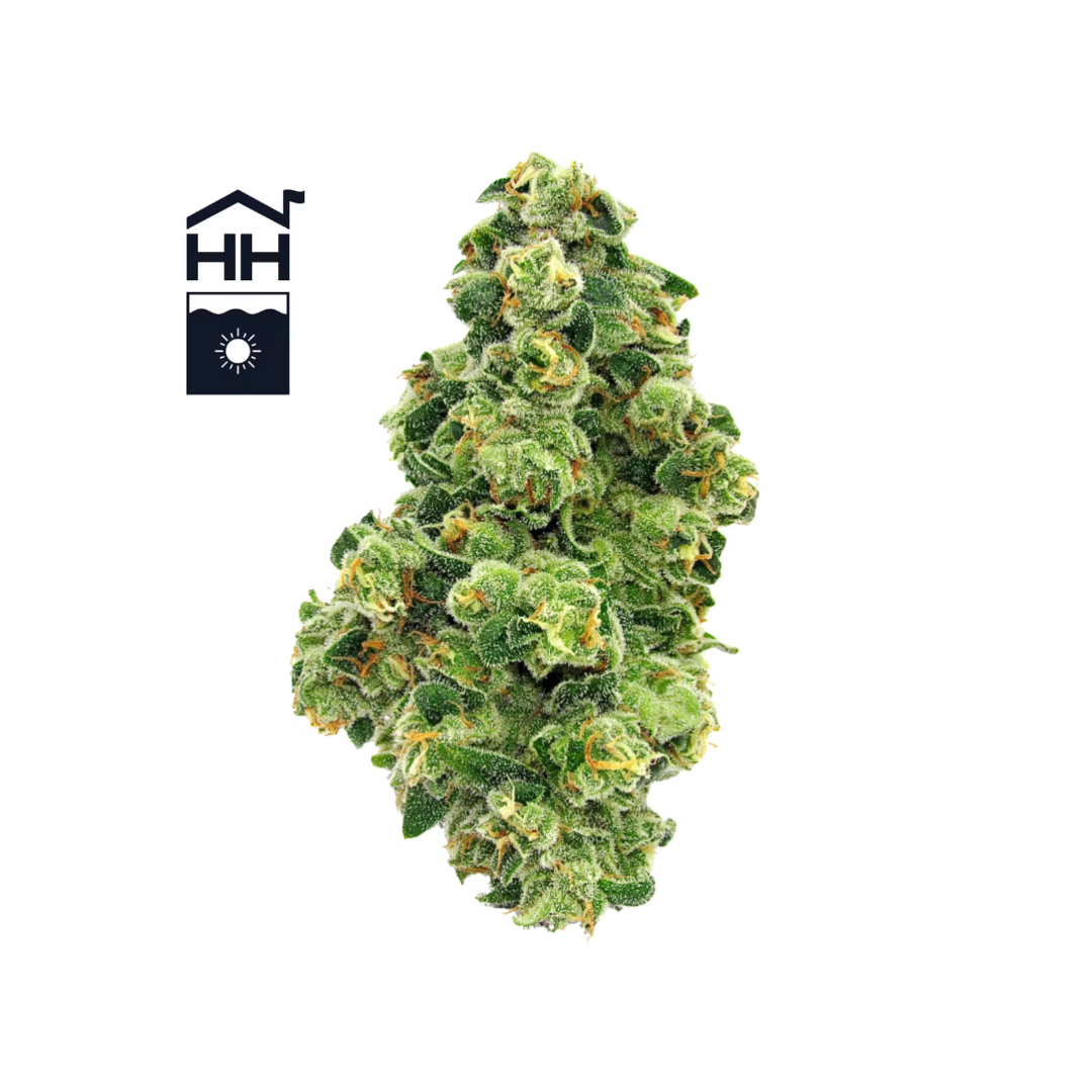 Photograph of product: 3.5g | OVM | Harbor House