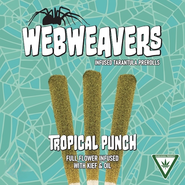 Photograph of product: AU Webweavers: Tropical Punch 1G Tarantula