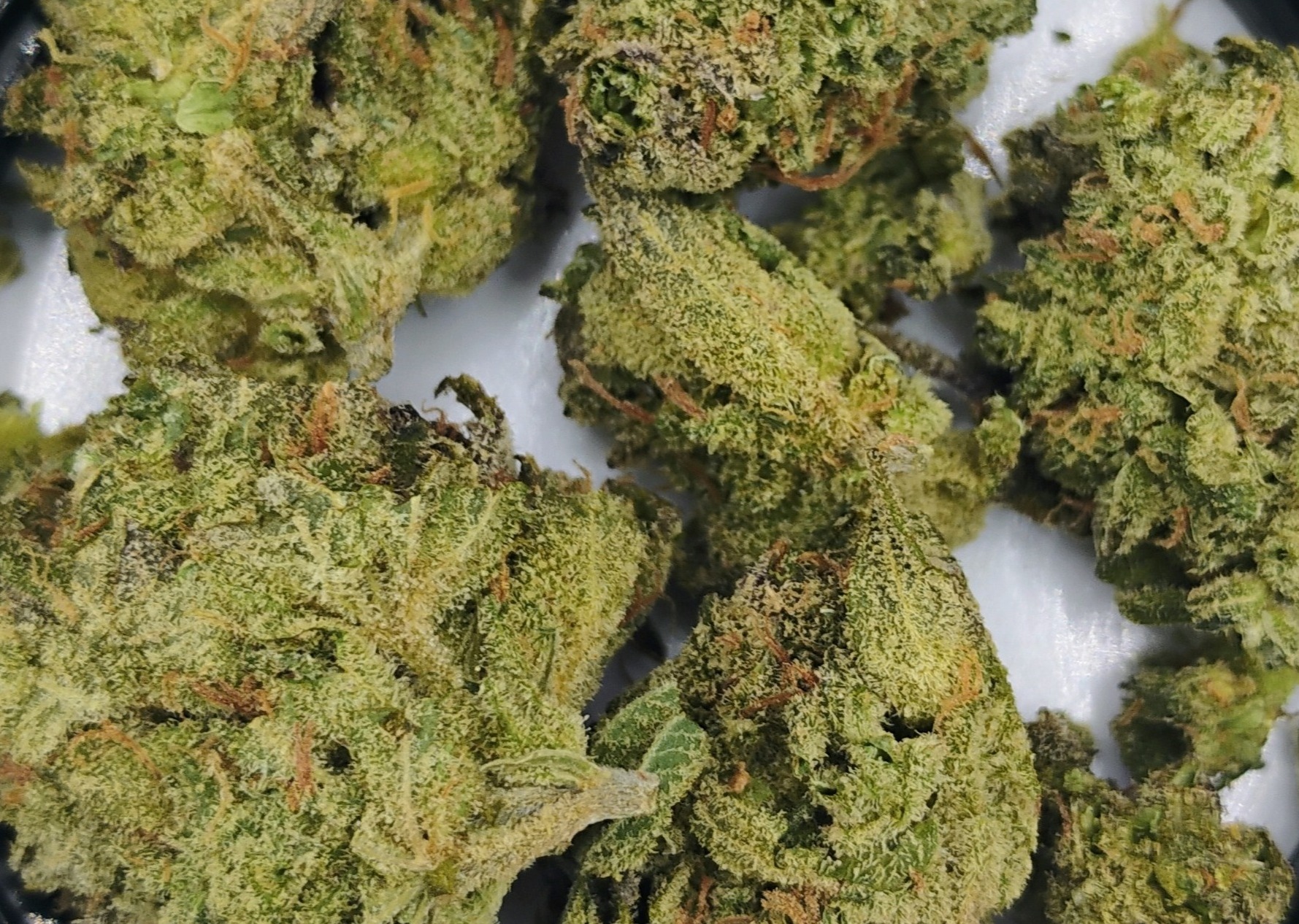 Photograph of product: Natural State Choco Mojito 3.5g Hybrid Flower