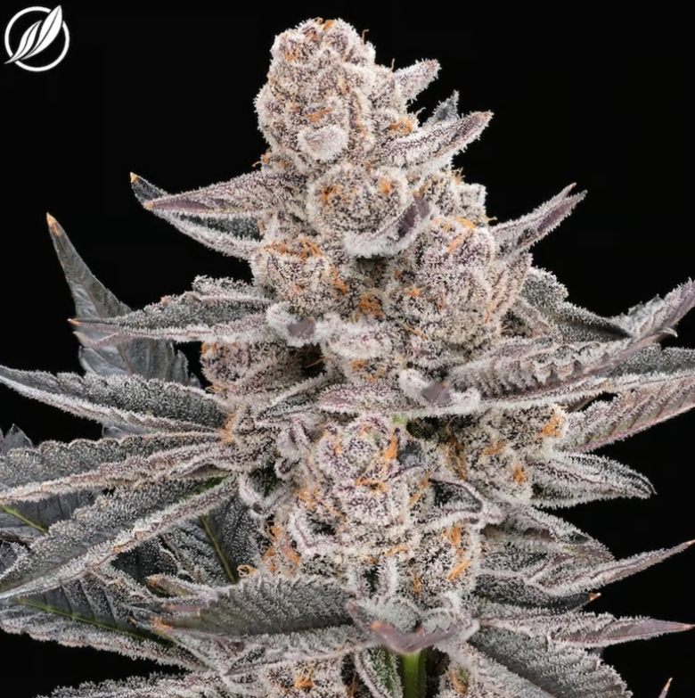Photograph of product: OGKB Stomper Flower H 25864 - 3.5g