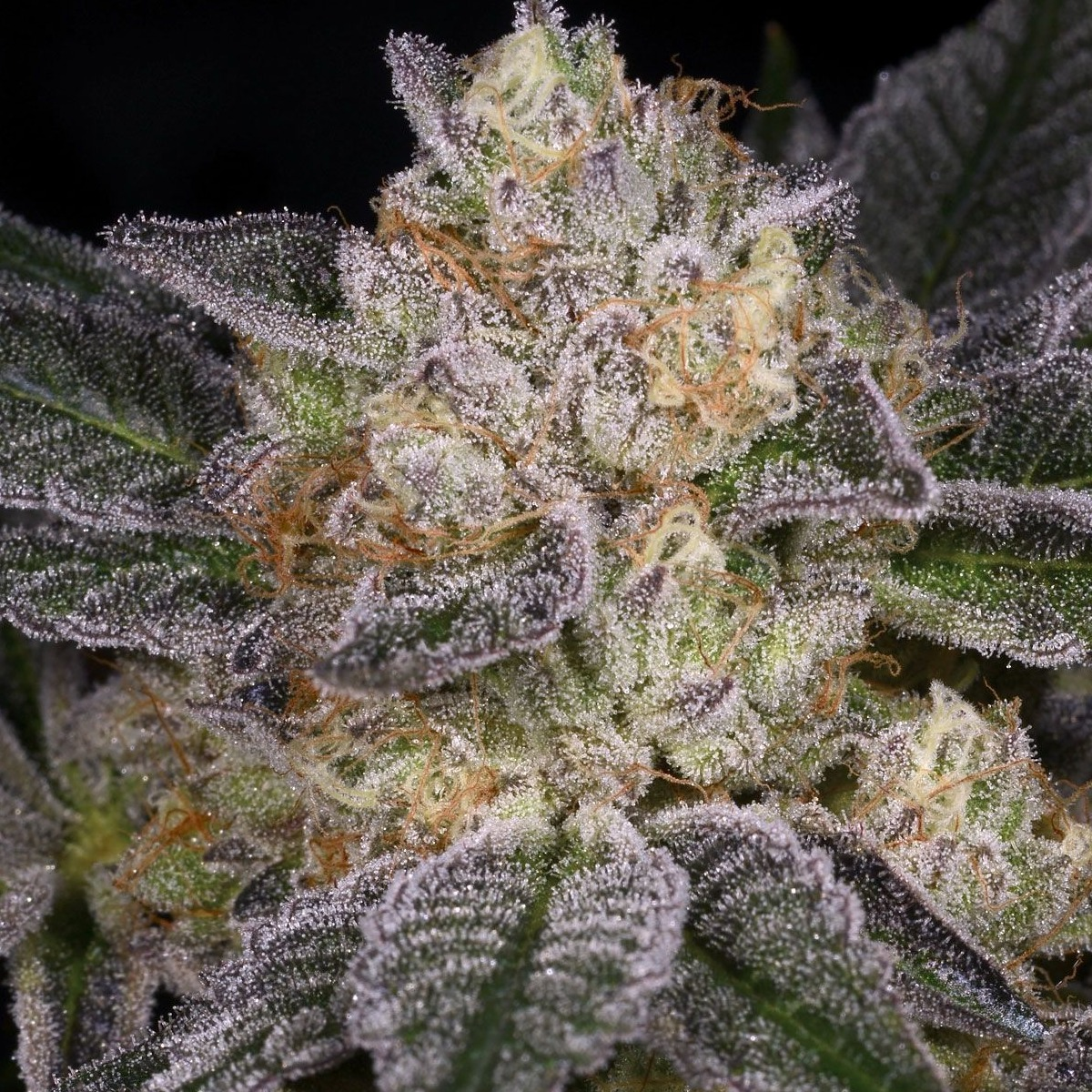 Photograph of product: Verano Reserve | Moon Boots | 3.5g