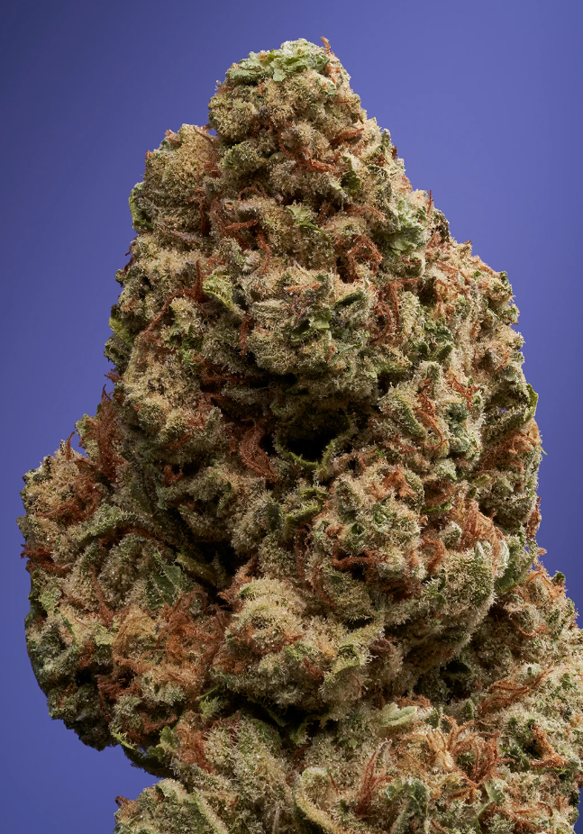 Photograph of product: Florette Purple Animal Flower - 3.5g
