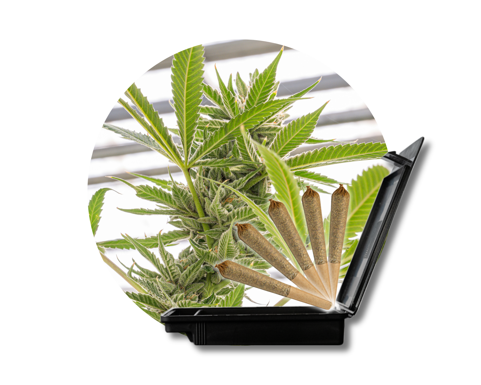 Photograph of product: High Tides-Gelato Sunset 5ct Pre-Rolls