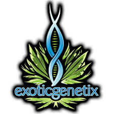Photograph of product: Exotic Genetics - Falcon Berry - 3.5g