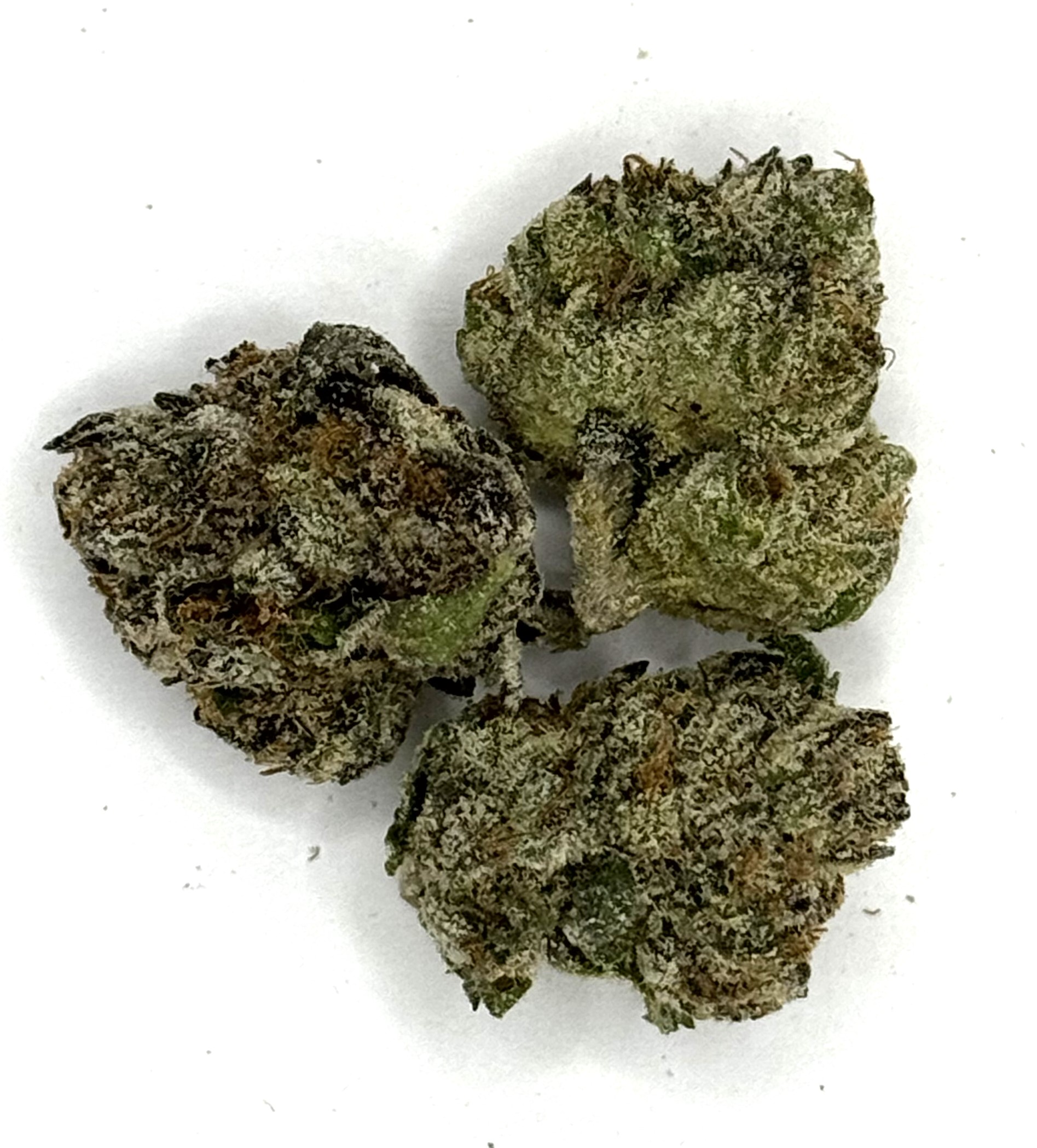Photograph of product: Gus | Stoned Island - 14g