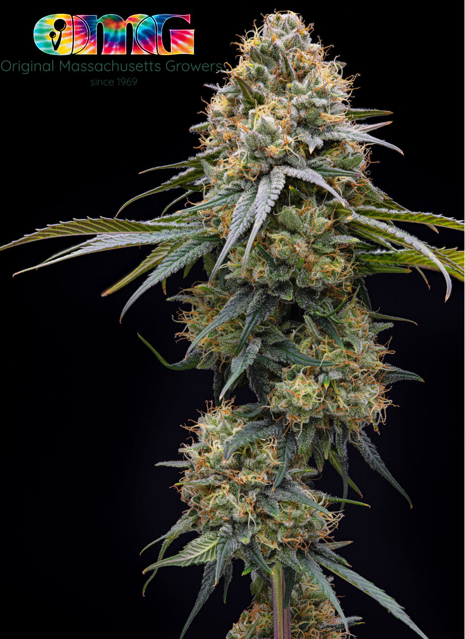 Photograph of product: High C | TAX INCLUDED - 28g