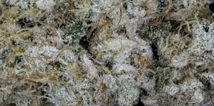 Photograph of product: Chronicseur - Cheesecake - 14g