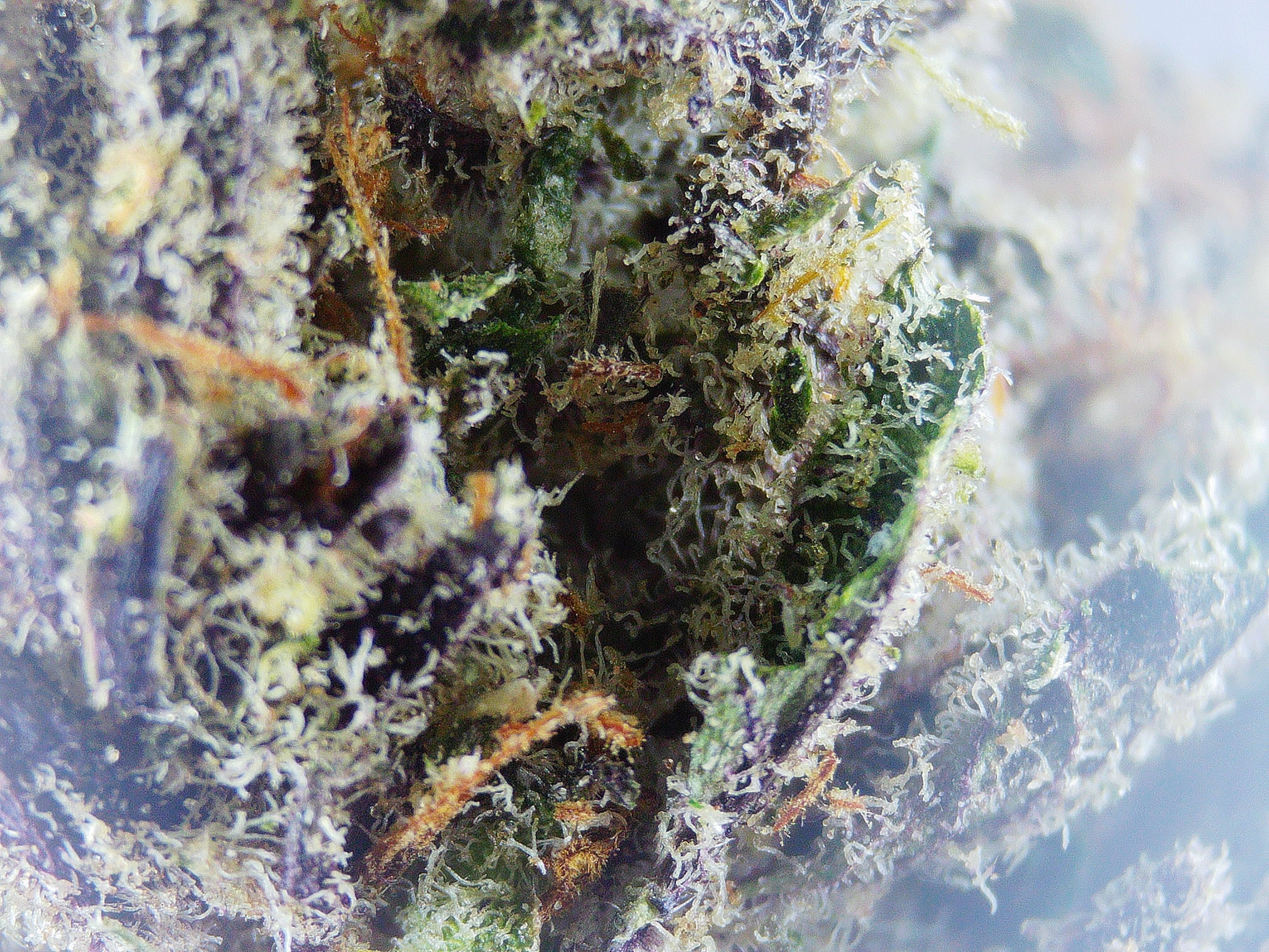 Photograph of product: Vermont Select UB40 BULK Flower - 1g