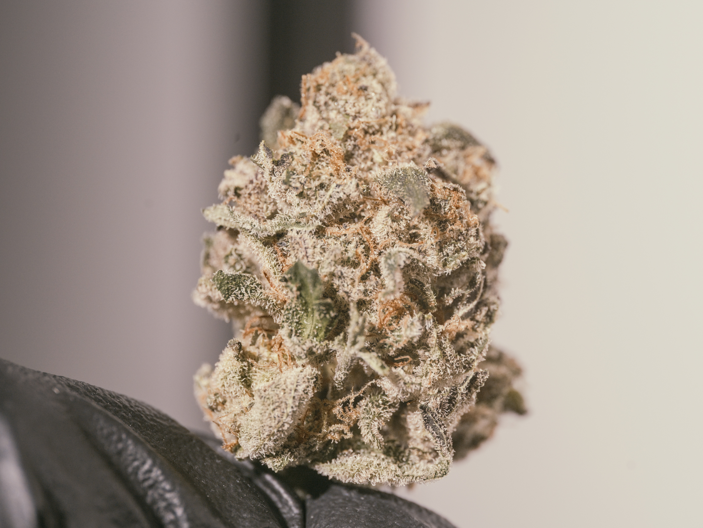 Photograph of product: Pure Bliss Farms - Lem Jones- Flower - Bulk - 28g