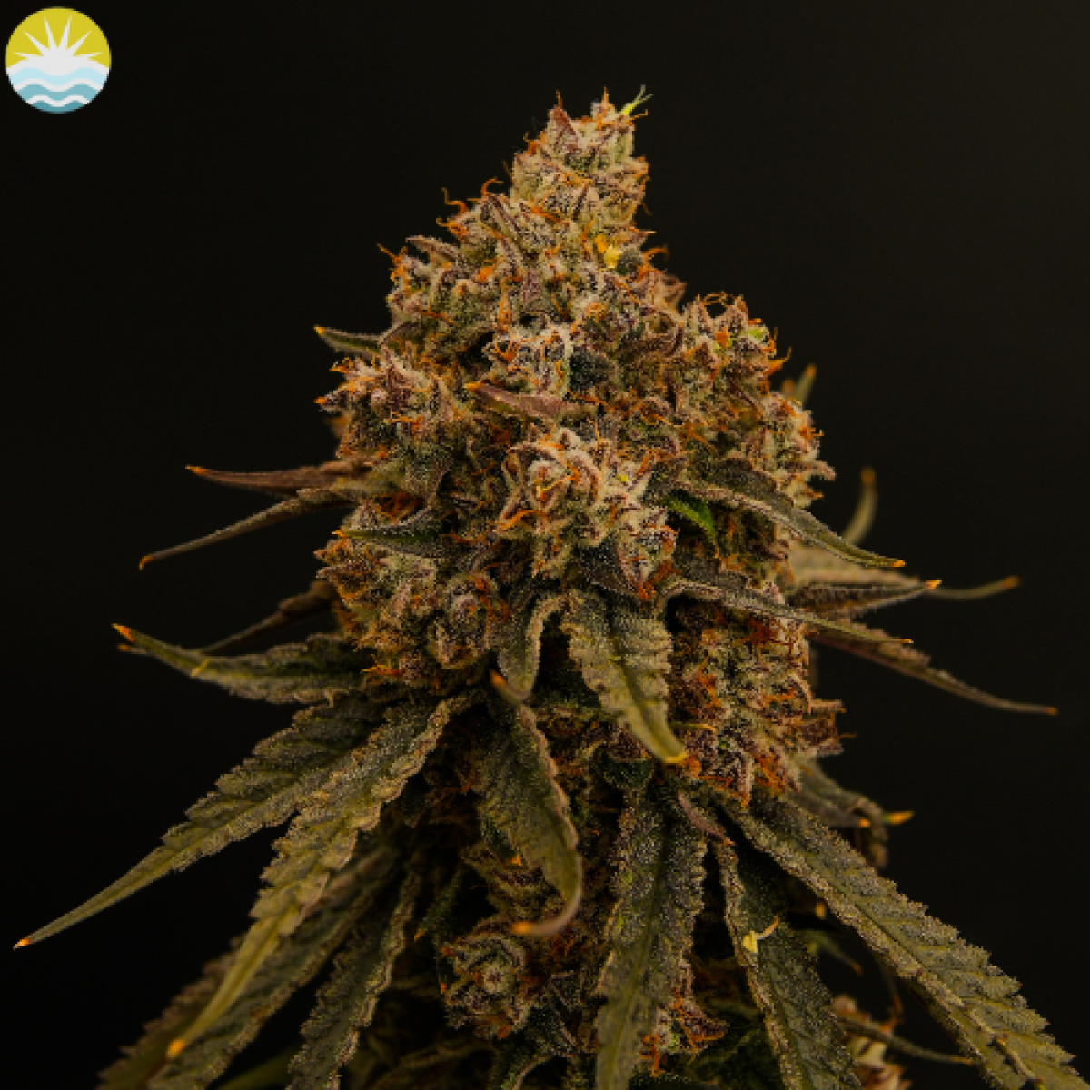 Photograph of product: (Indigrow) Lot Lizard Flower (I) - 3.5g