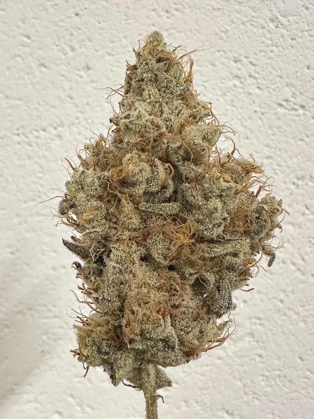 Photograph of product: Flower: Sour Candylope - 3.5g