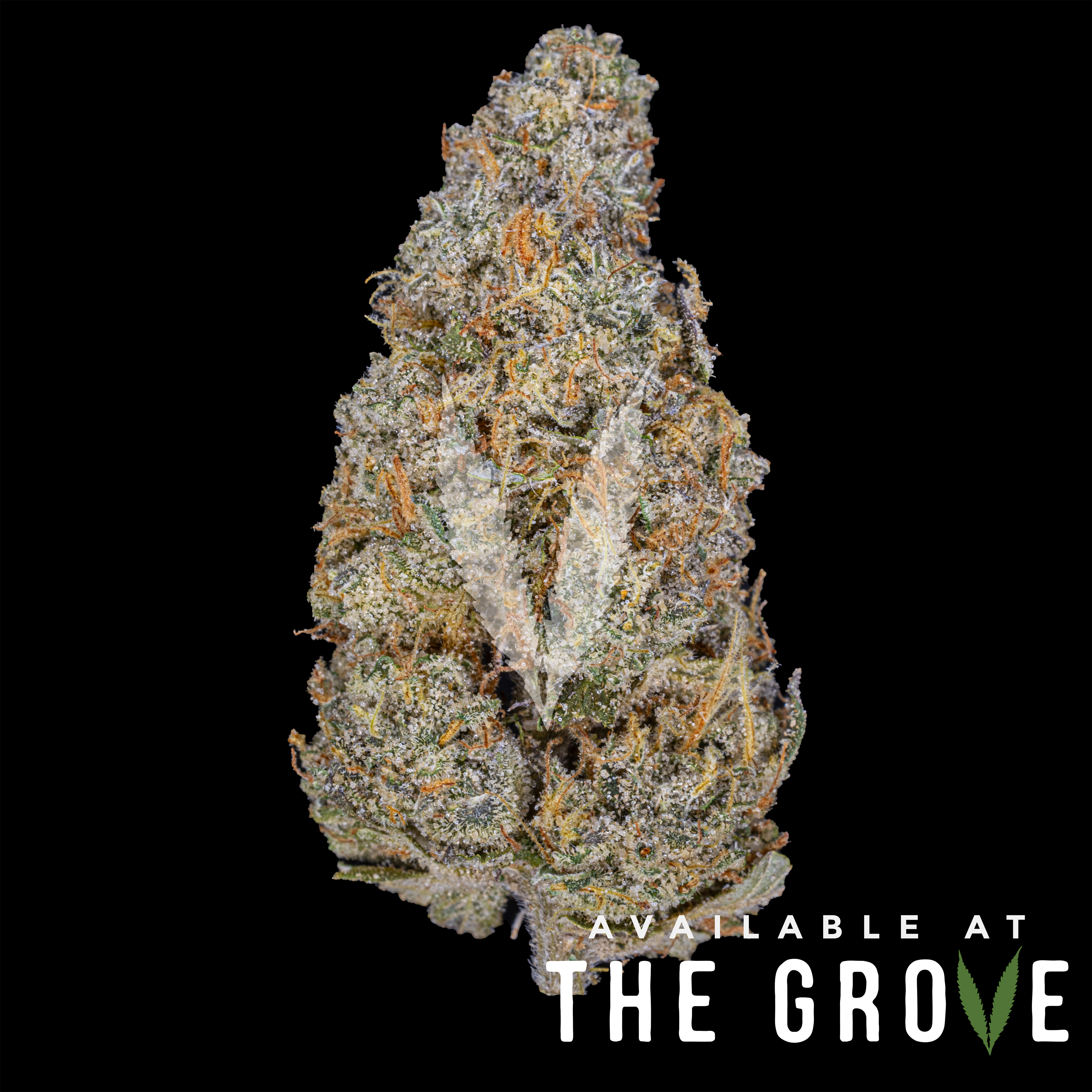 Photograph of product: Joshwax | Gravy 1/8ths - 3.5g