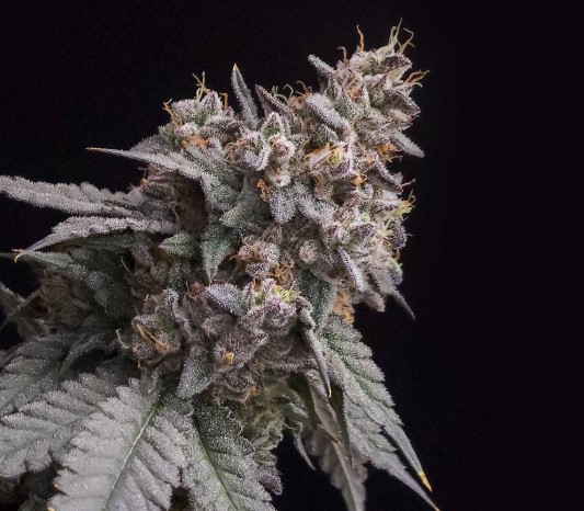 Photograph of product: Root & Bloom Cherry Pie OG 14g Preground