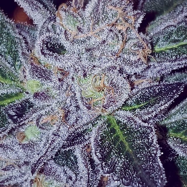 Photograph of product: Samoas 1/8 Prepack - 28g