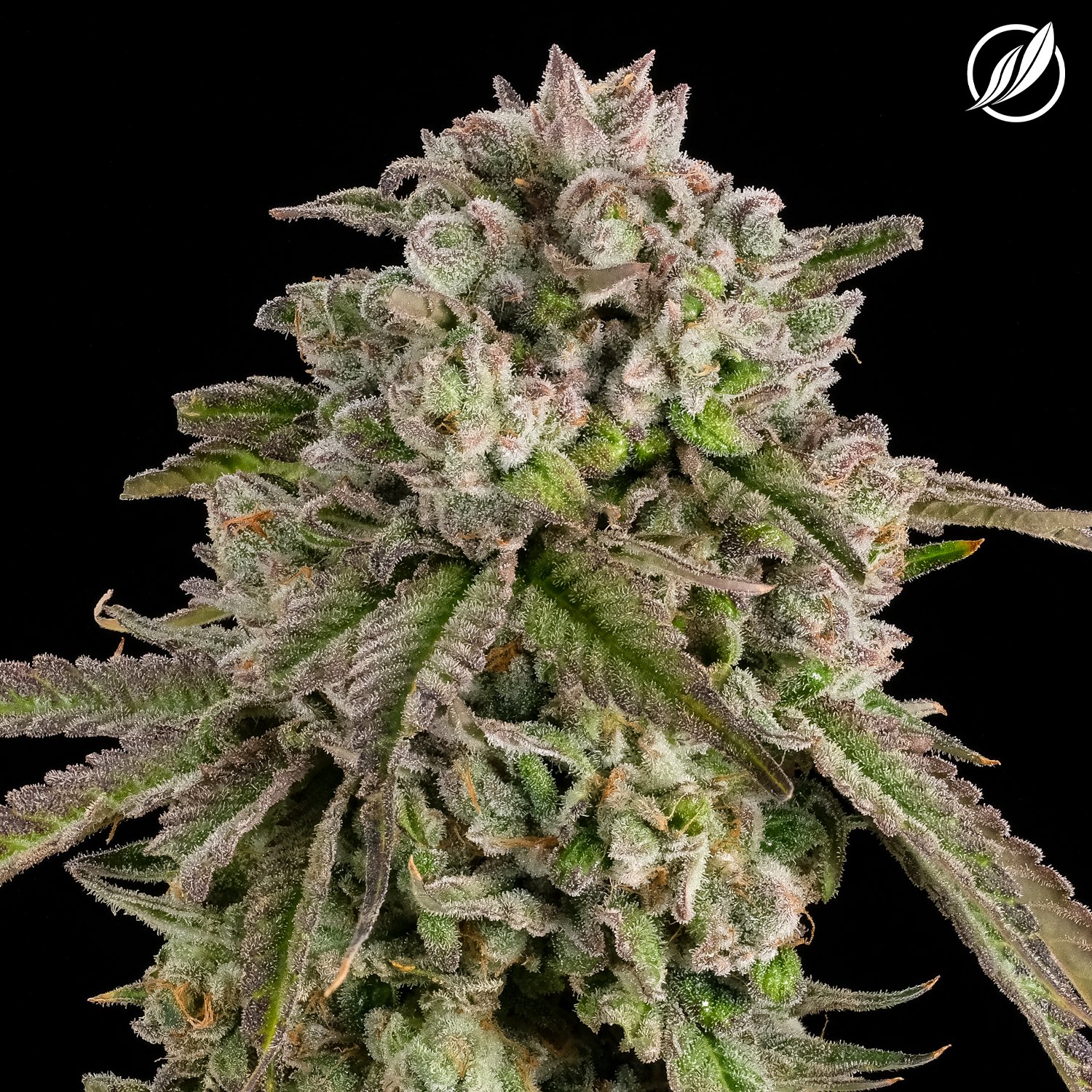 Photograph of Product: CTPHARMA | Trophy Dawg Shorties | (Minis) Preroll 5pk