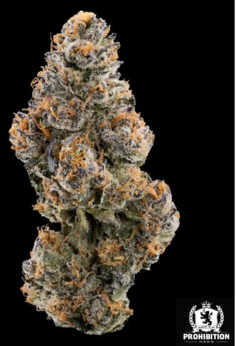 Photograph of product: Prohibition Herb - Notorious Runtz (H) - Prepack - 7g
