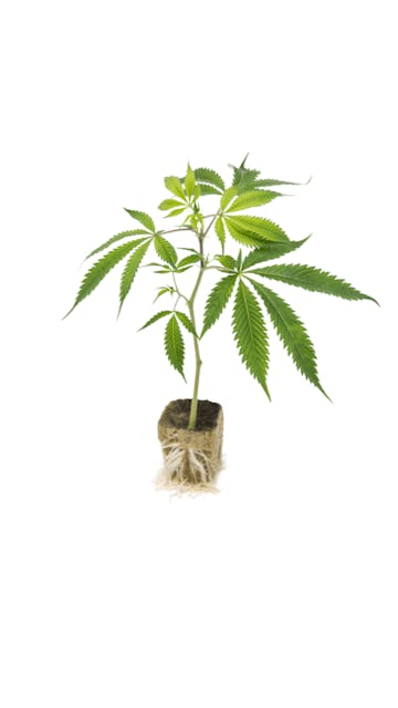 Photograph of product: OMFG Clone - 