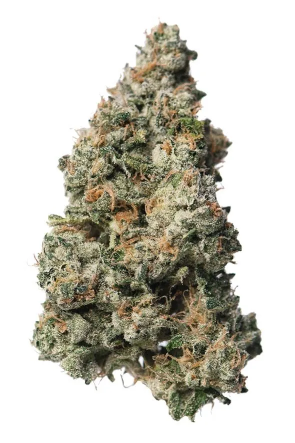 Photograph of product: PROPER 14G BLACK MAPLE 22