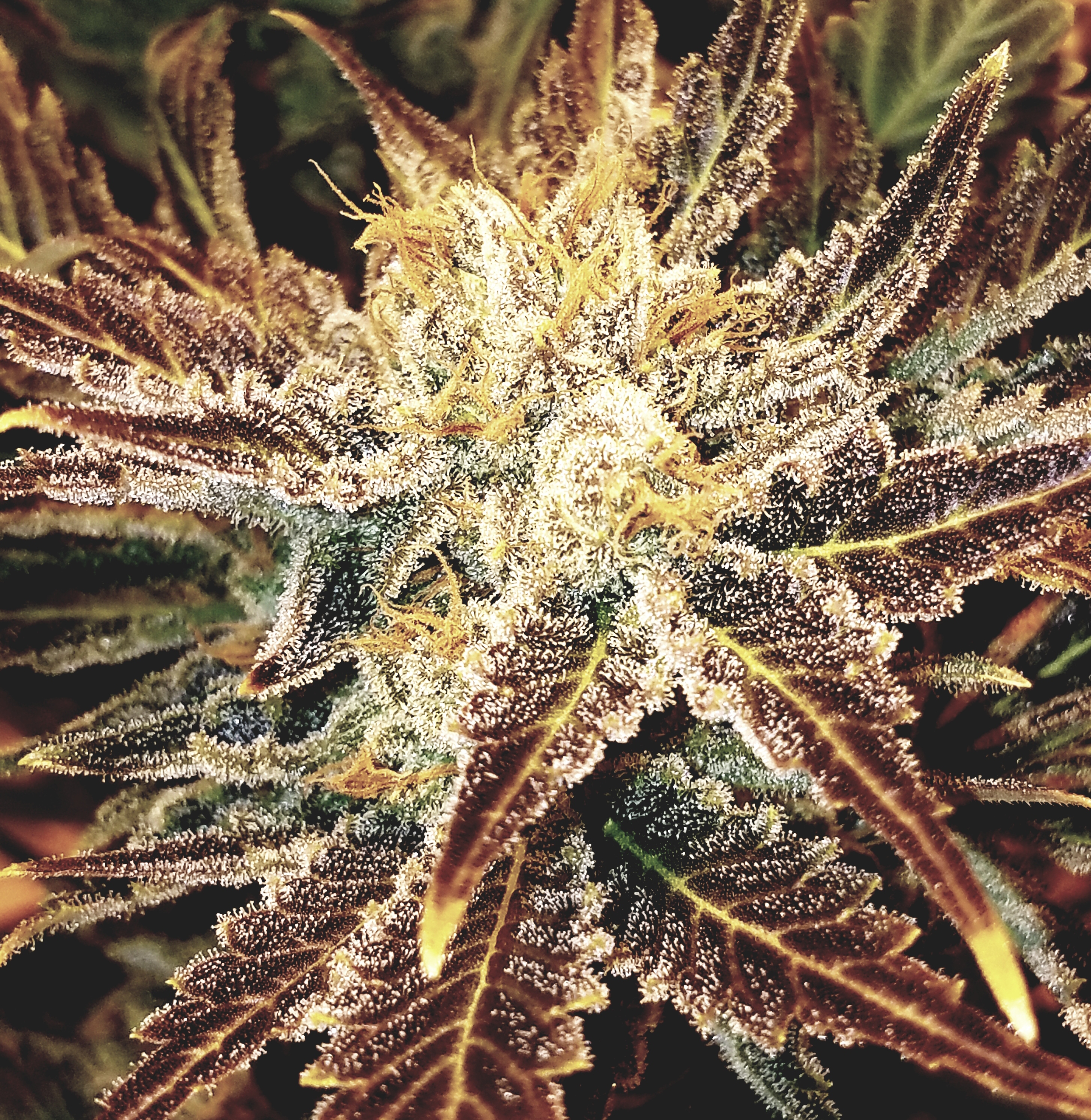Photograph of product: Cherry Diesel 1/8 Prepack - 3.5g