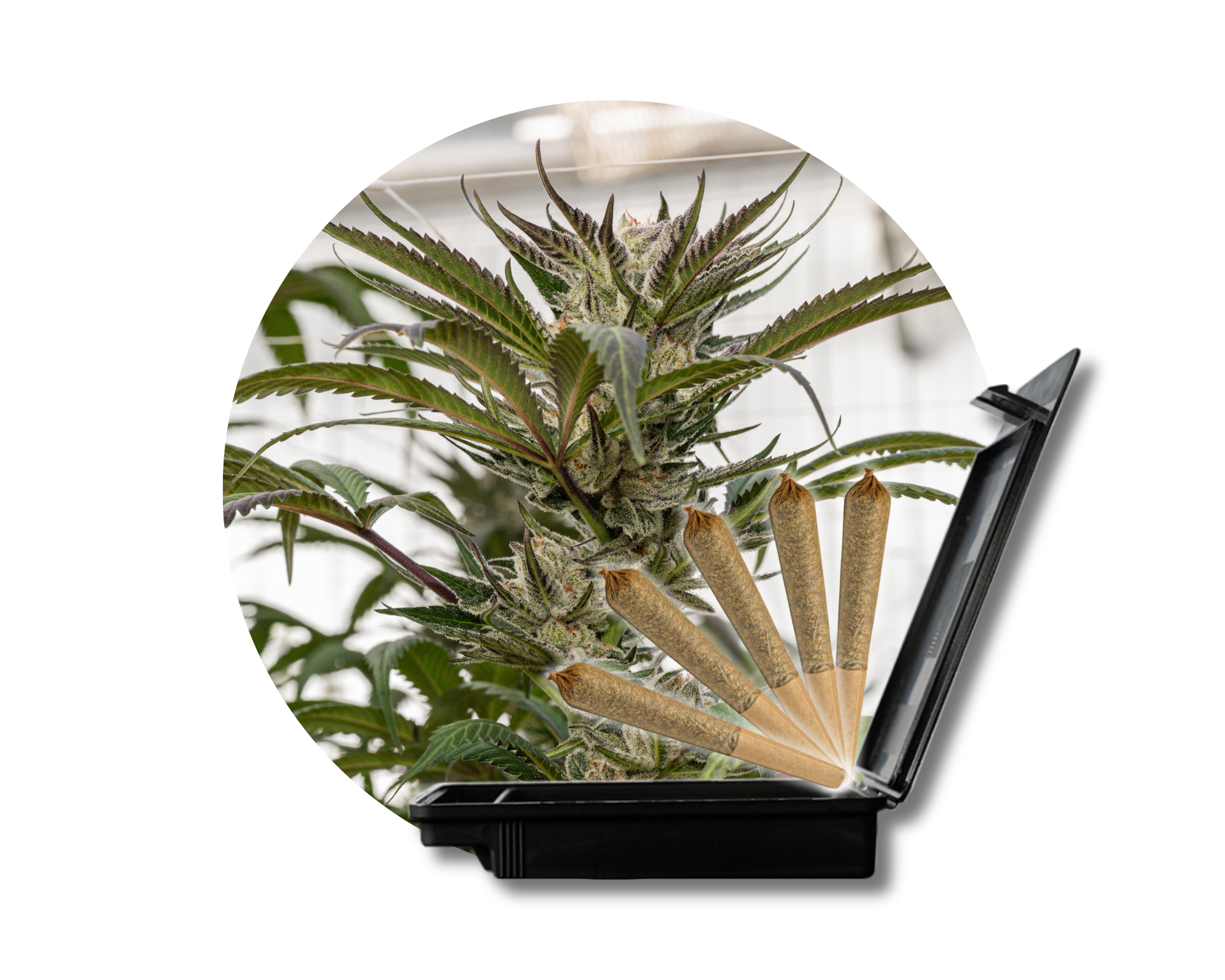 Photograph of product: High Tides-Hella Jelly 5ct Pre-Rolls