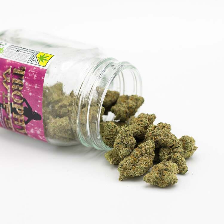Photograph of product: Bong Buddies: Tahoe OG x Trophy Wife - 2g