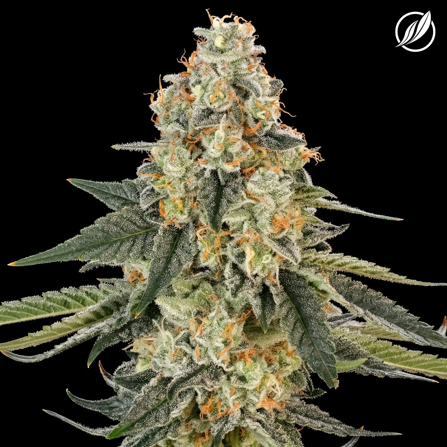 Photograph of product: Scout Breath Small Flower T26.23 (2-26214) - 28g