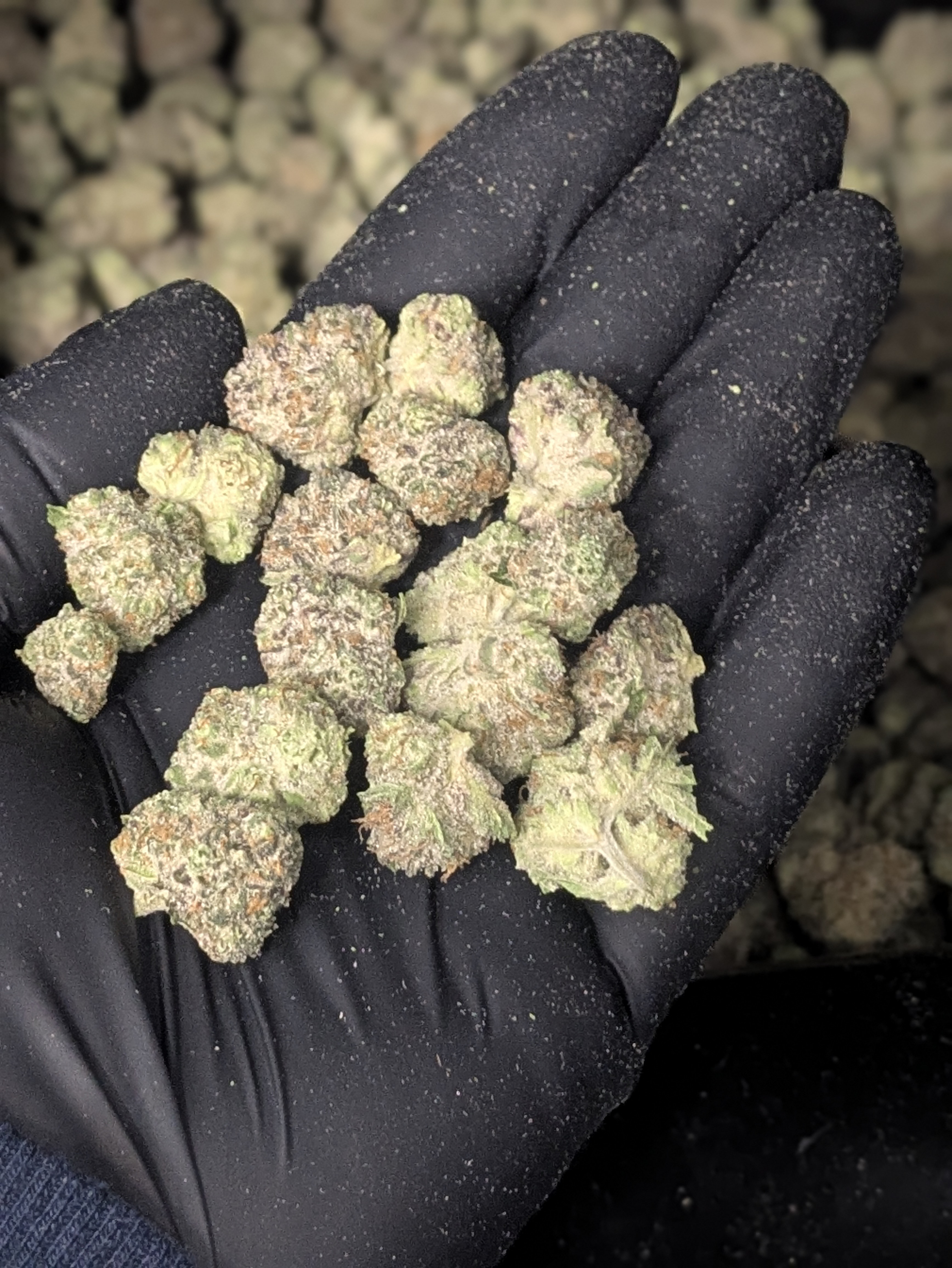 Photograph of product: Purple Sunset Adult Use - 3.5g