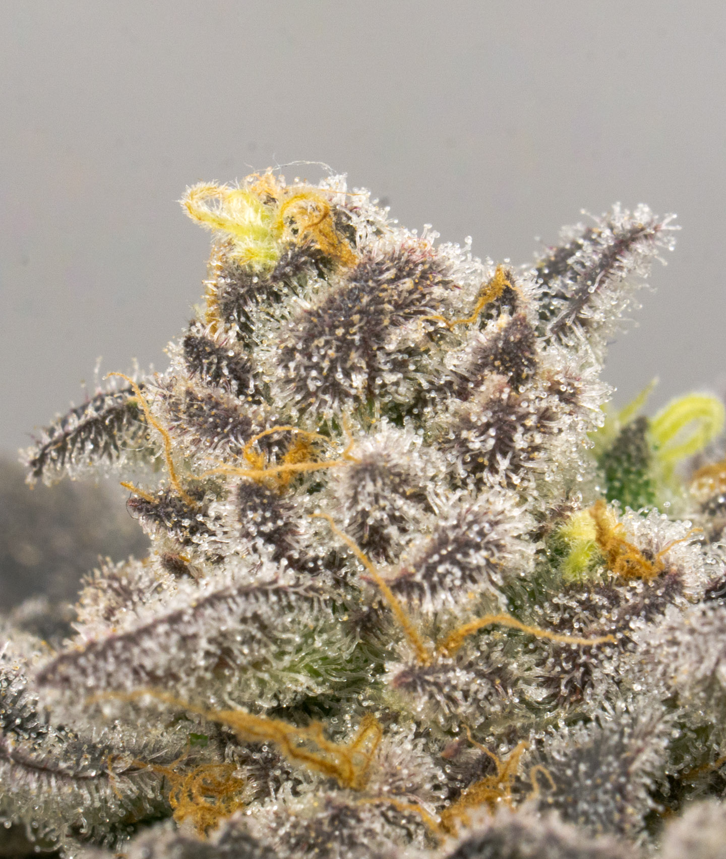Photograph of product: [REC] Garden Greens | 24k | 3.5g Flower