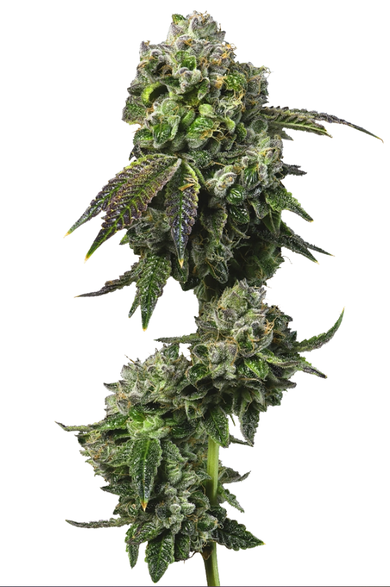 Photograph of product: Flower - Madrina - 3.5g